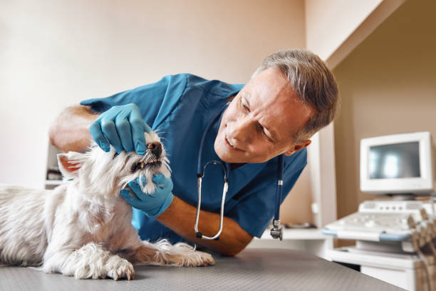 Best Emergency Dental Care for Abscessed Tooth in Jenkintown, PA